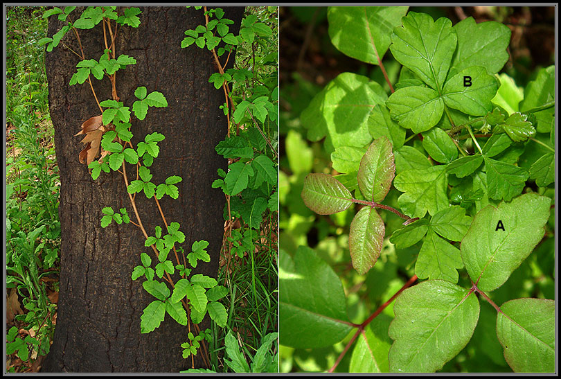 poison oak pictures mouade agafay